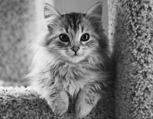  Cute Kitties <3