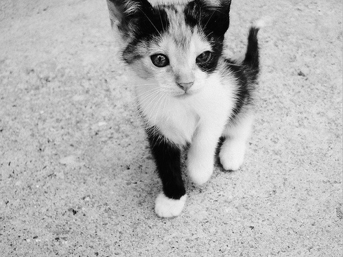  Kitties <3
