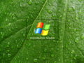 windows-7 - Green-Leaf-Vista001 wallpaper