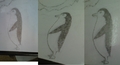 My drawings2 - penguins-of-madagascar fan art