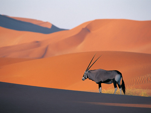  Oryx मृग, एंटीलोप