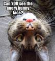 Angry Bunny Face? - random photo