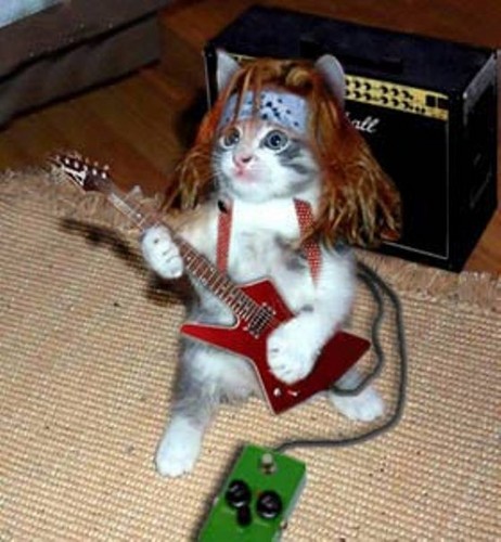  Rock Cat