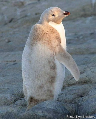  albino manchot, pingouin