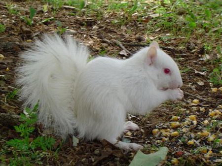  albino écureuil