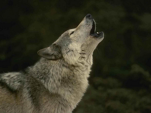 serigala, wolf