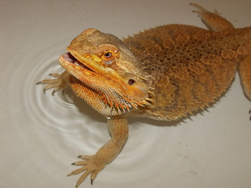 Some of my Mixed Bearded Dragon Shots