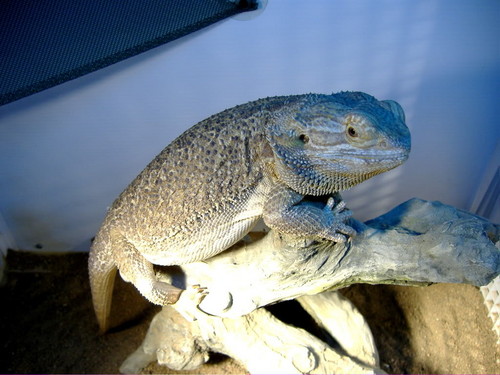 Some of my Mixed Bearded Dragon Shots
