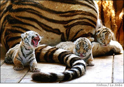  Amur Tiger बिल्ली के बच्चे