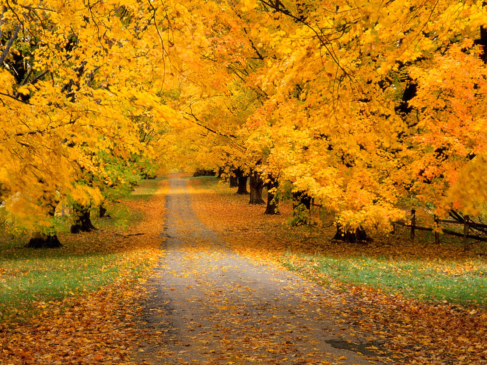 yellow autumn - Colors Photo (27178994) - Fanpop