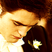 Twilight ♥ - twilight-series icon