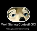 Wolf Staring Contest! - alpha-and-omega fan art