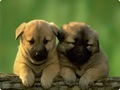 Doggy - dogs photo
