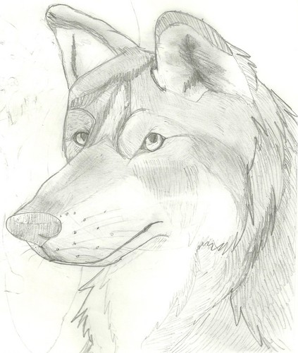 Art Project ~ Realistic Wolf
