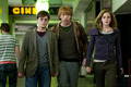 DH  - harry-potter photo