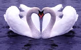  Swanheart