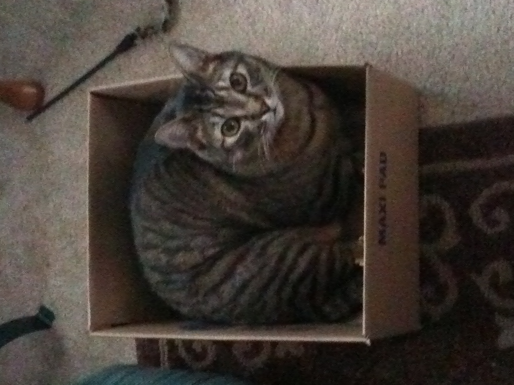 cat in a box!! Cats Photo (27483234) Fanpop