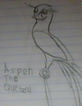 Aspen the Quetzal - fans-of-pom photo