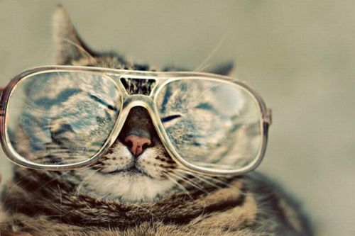 बिल्ली wearing glasses