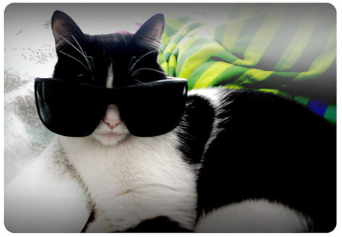 Cats wearing glasses - Cats Photo (27565176) - Fanpop