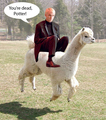 Draco Malfloy and his alpaca - random photo