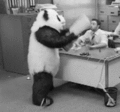 Epic Angry Panda - random photo