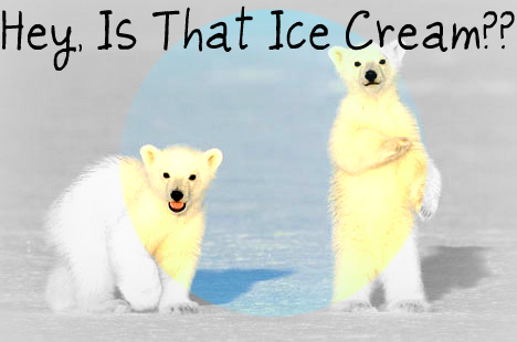  Polar oso, oso de Cubs