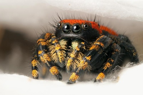  cute jumping spiders