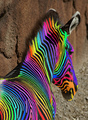 rainbow zebre - random photo