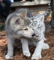 tiger&wolf - wolves photo