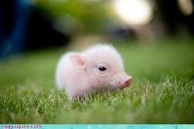 Baby pig!