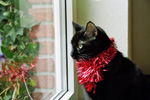  Рождество Cat