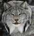 Lynx - lynx-cat icon