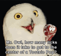 Mr. Owl - random photo