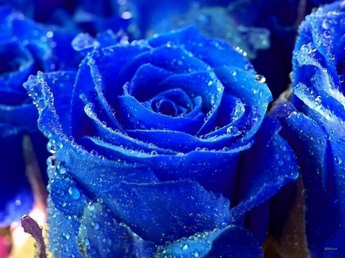  Blue hoa hồng