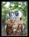 Owls Have Eyes Too! - harry-potter photo