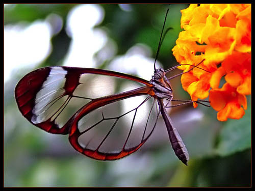  Rare borboletas