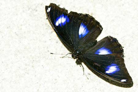  Rare bướm