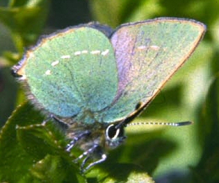  Rare Бабочки