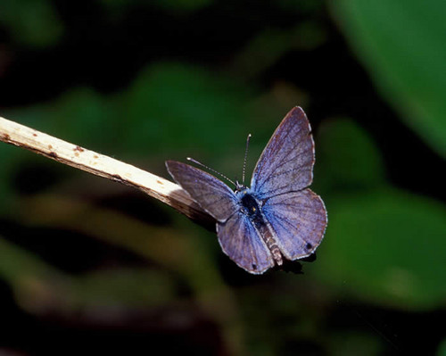  Rare 나비
