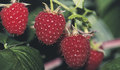 Raspberries - random photo