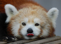 Red Panda - red-pandas photo