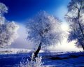 winter - Wonderful Winter wallpaper