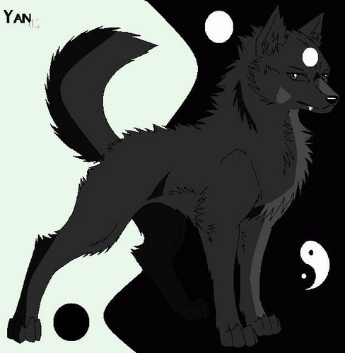  Yang The wolf