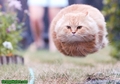 Flying cat -circle  - random photo