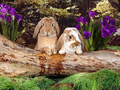 bunny-rabbits - Spring Bunnies wallpaper