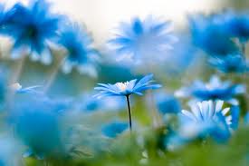  blue फूल
