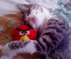  Angry Birds Stuffed জন্তু জানোয়ার