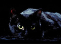 Black Cat - animals photo