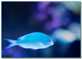 Blue Fish - animals photo